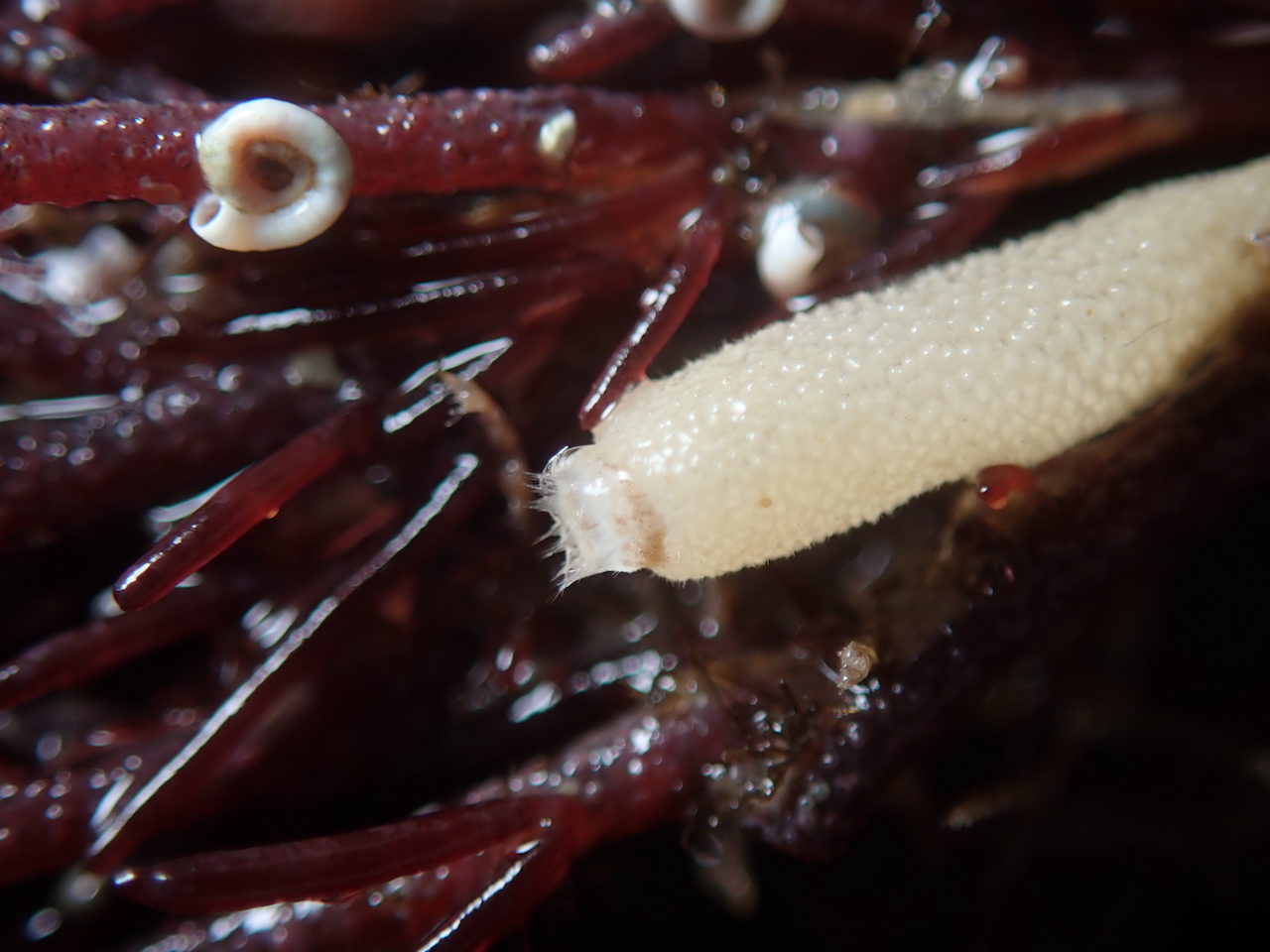 Spirorbis corallinae